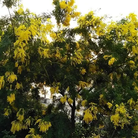 ゲストハウス Mimosa Splendida Vista Mare ボナッソーラ