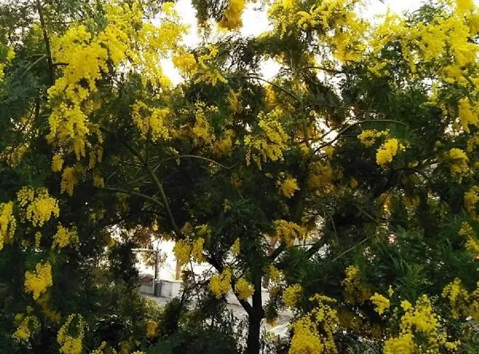 Gæstehus Mimosa Splendida Vista Mare Bonassola