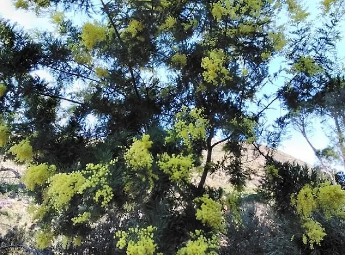 Mimosa Splendida Vista Mare 3* 보나솔라